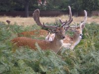 Deer in Bushey Park