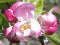 Apple blossom