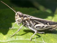 Grasshopper