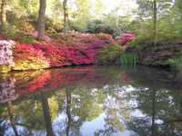 Isabella Plantation, Richmond Park, late evening