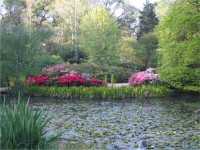 Isabella Plantation, Richmond Park, late evening