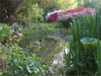 Isabella Plantation, Richmond Park, late evening
