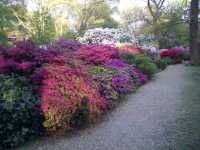 Isabella Plantation, Richmond Park, late evening