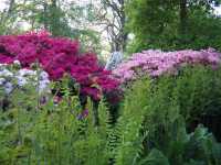 Isabella Plantation, Richmond Park, late evening
