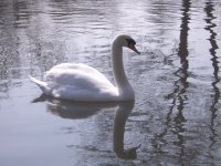Swan in Newbury