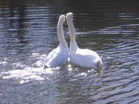 Swans in Newbury